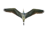 Canal et Rhin à Gambsheim